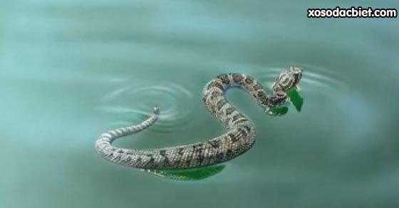 Giải mã giấc mơ thấy rắn bơi trong nước là điềm gì, tốt hay xấu?