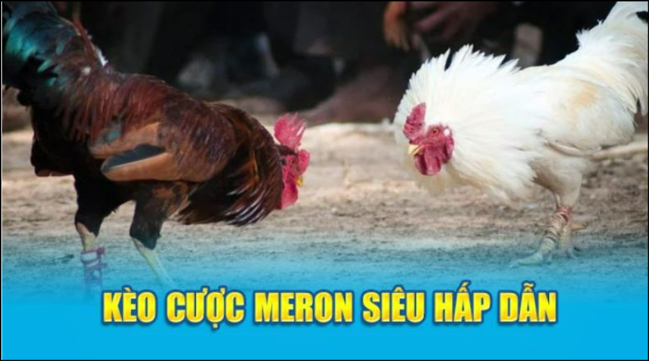 Kèo Meron khả năng chiến thắng cao, tỷ lệ cược thấp Kèo Meron khả năng chiến thắng cao, tỷ lệ cược thấp