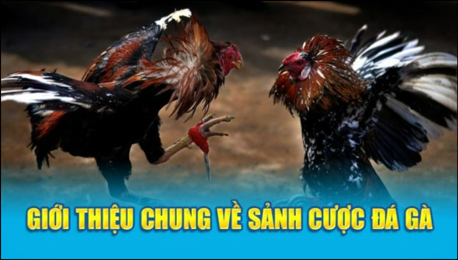 Đá Gà J88 – Trải nghiệm các trận đấu kịch tính, hấp dẫn với đa dạng kèo cược