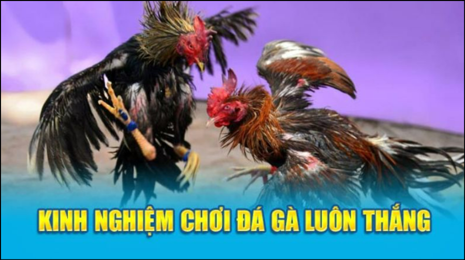 Kinh nghiệm chơi đá gà J88 hiệu quả Kinh nghiệm chơi đá gà J88 hiệu quả