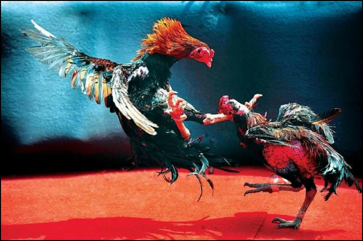 SV388 được chứng nhận an toàn bởi các tổ chức kiểm định quốc tế uy tín