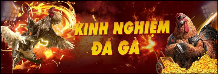  SV388 – nơi hội tụ những trận đấu đá gà chất lượng cao