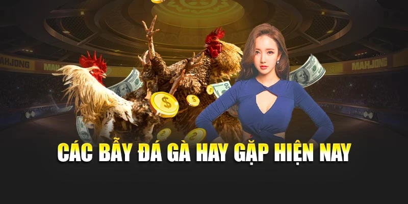 Các bẫy đá gà hay gặp hiện nay Các bẫy đá gà hay gặp hiện nay