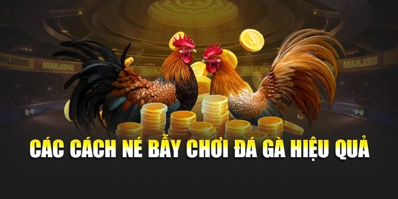 Các cách né bẫy chơi đá gà hiệu quả Các cách né bẫy chơi đá gà hiệu quả