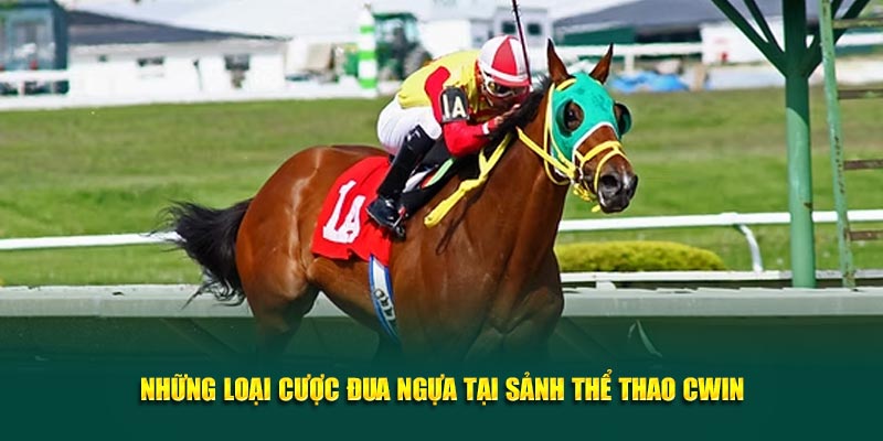 Những loại cược đua ngựa tại sảnh thể thao Cwin05 Những loại cược đua ngựa tại sảnh thể thao Cwin05