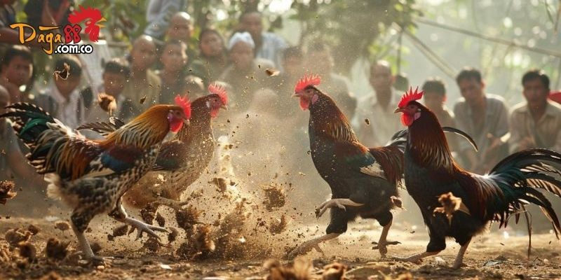Tổng Quan Về Dịch Vụ Phát Sóng Đá Gà Tại Daga88