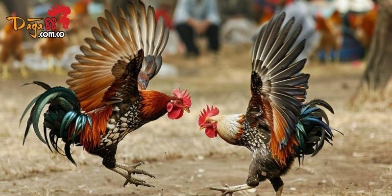 Các Kênh Đá Gà Được Phát Sóng Tại Daga88