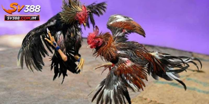 Hiểu Về Bên Các Yếu Tố Ảnh Hưởng Đến Kết Quả Trận Đấu