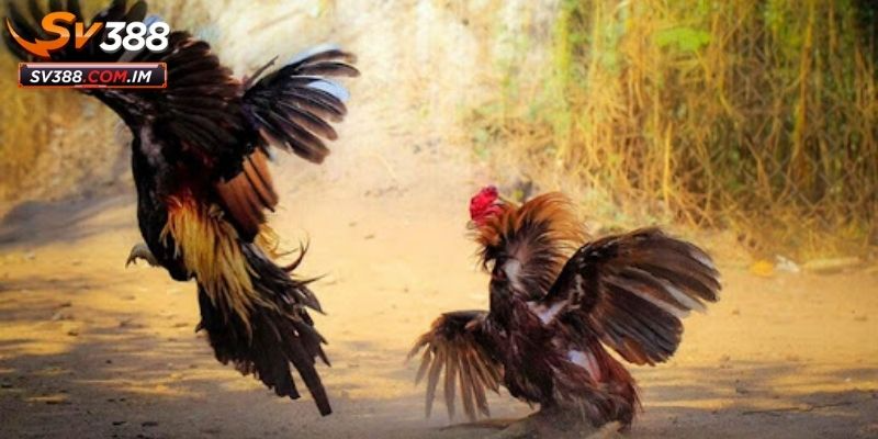 Tránh Đặt Cược Theo Cảm Tính: Lựa Chọn Khách Quan