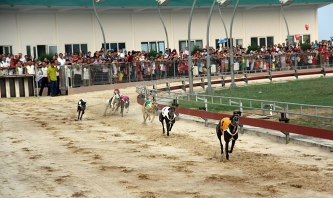 Tranh cãi và nỗ lực cải thiện hình ảnh của đua chó