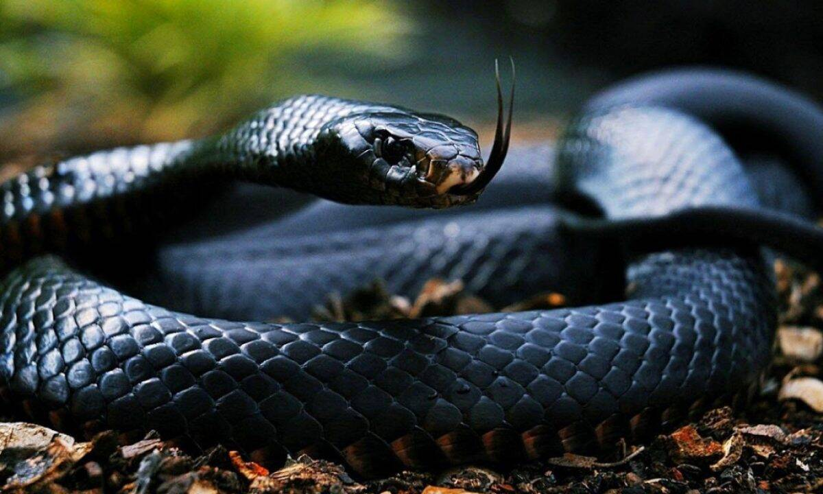 Cặp số vàng khi mơ thấy rắn theo từng loại Cặp số vàng khi mơ thấy rắn theo từng loại