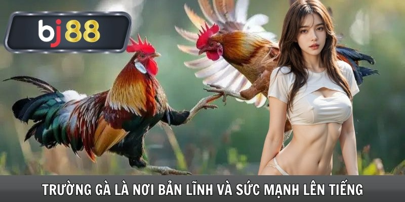 Lý do nên chọn đá gà BJ88 Lý do nên chọn đá gà BJ88
