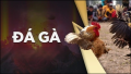 Đá gà 888New – Đấu trường kịch tính cho ai đam mê chiến thắng