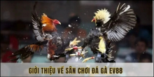 Đá gà EV88 và sảnh giải trí đỉnh cao dành cho tín đồ chọi gà trực tuyến